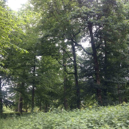Photos du parc du château de La Baronnière : de très beaux arbres subsistent, comme les platanes, les chênes, les pins Laricio ou noirs d’Autriche ou les séquoias