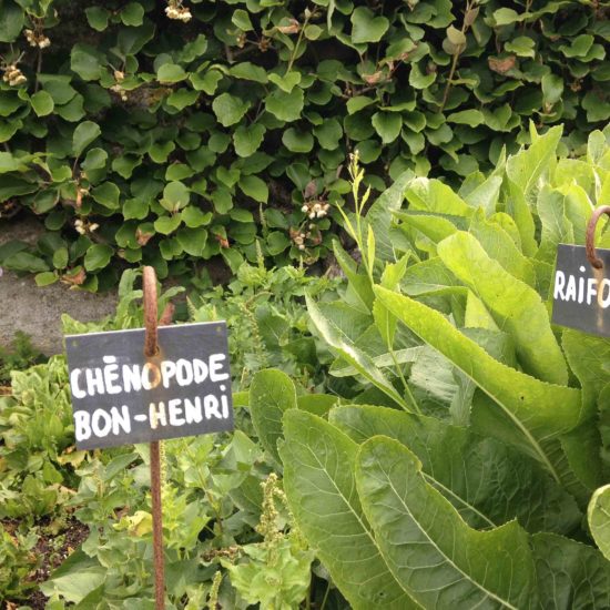 Photos du jardin potager de La Baronnière : chénopode bon-Henri et raifort