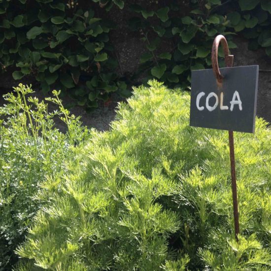 Photos du jardin potager de La Baronnière : le cola