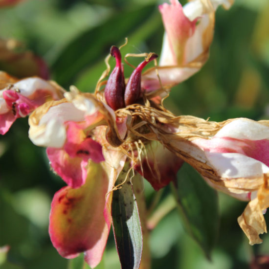 Photos du jardin potager de La Baronnière : pivoine fanée et sa graine