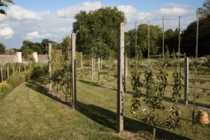 Photos du jardin potager de La Baronnière : poiriers en espalier