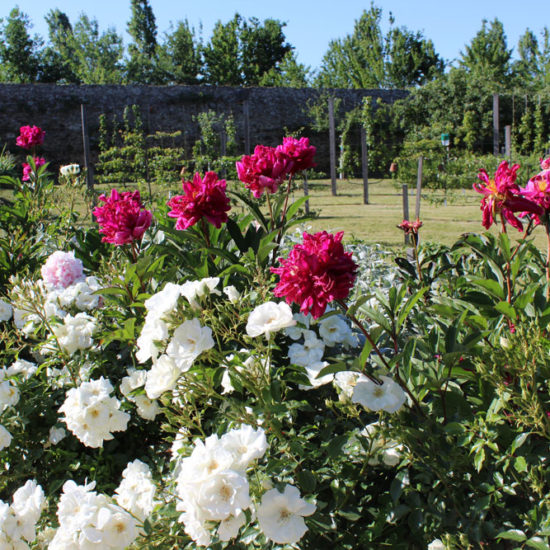 Photos du jardin potager de La Baronnière : rose opalia blanches et pivoines roses
