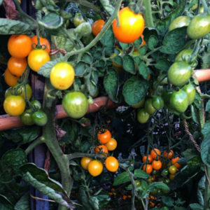 Les tomates de La Baronnière