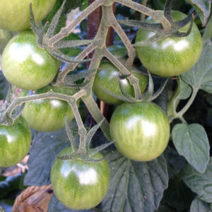 Les tomates vertes de La Baronnière