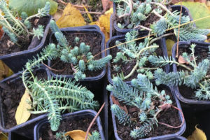 Orpin des rochers lors de la bourse des plantes à La Baronnière